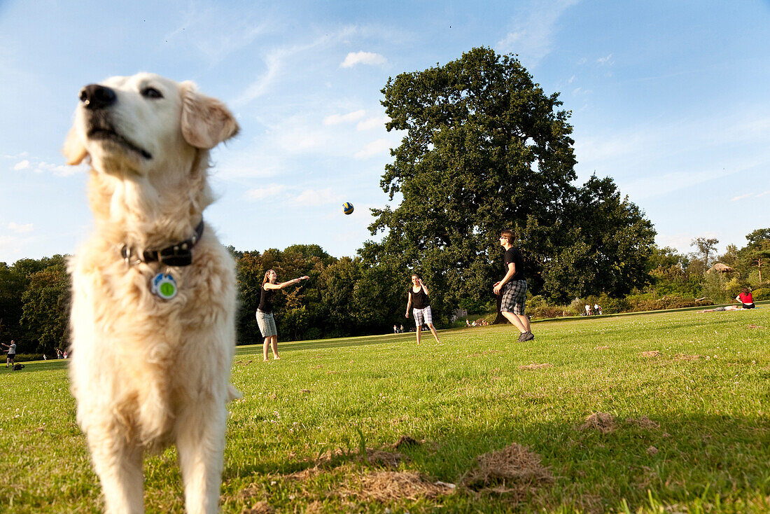 Dog on meadow, Leipzig, Saxony, Germany