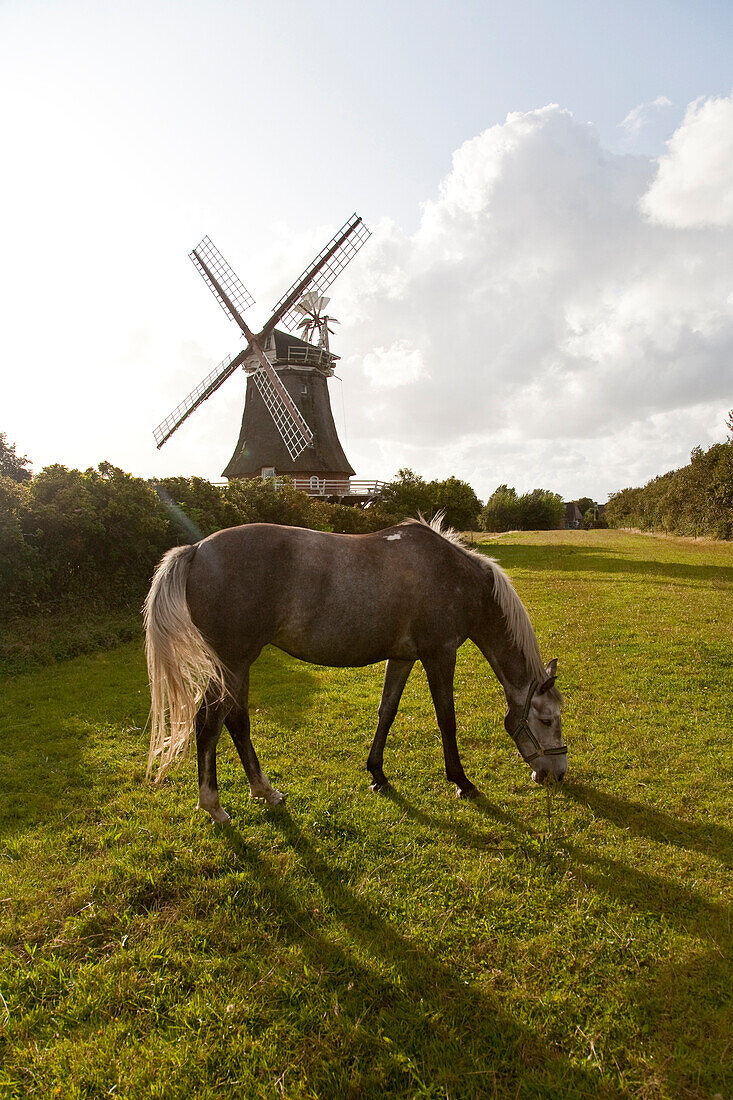 Pferd auf einer Weide, Windmühle im Hintergrund, Oldsum, Insel Föhr, Schleswig-Holstein, Deutschland