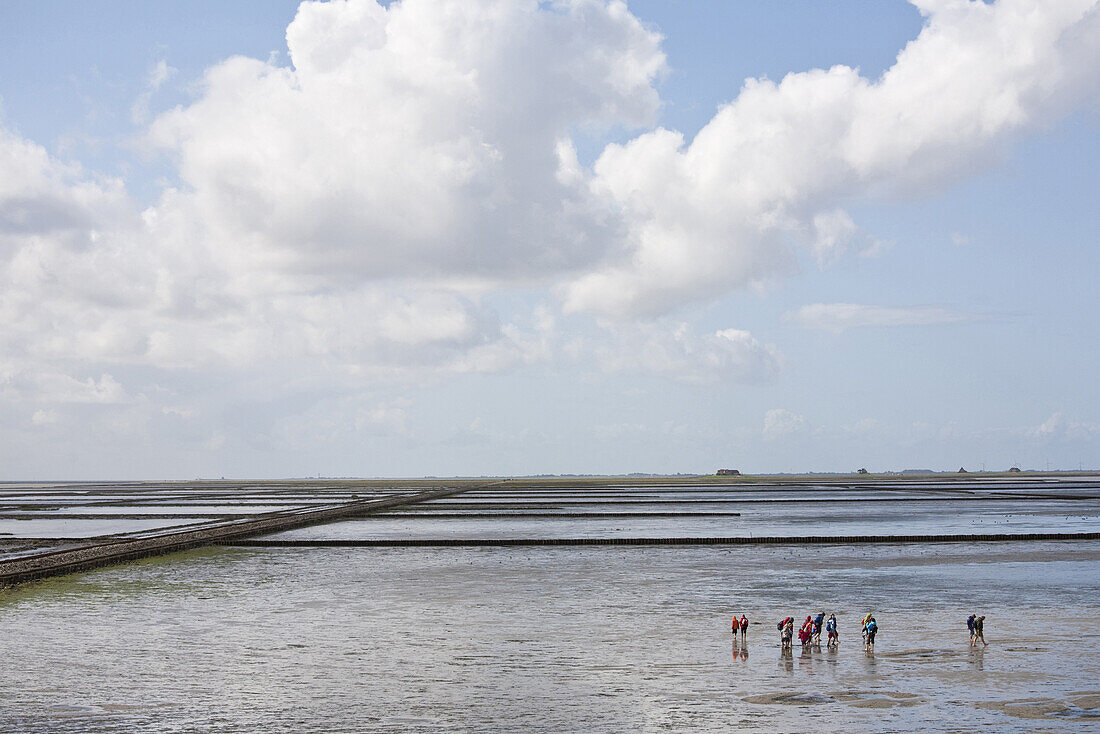 Mudflat hiking, Beltringharder Koog, Luettmoorsiel, Nordstrand, Schleswig-Holstein, Germany