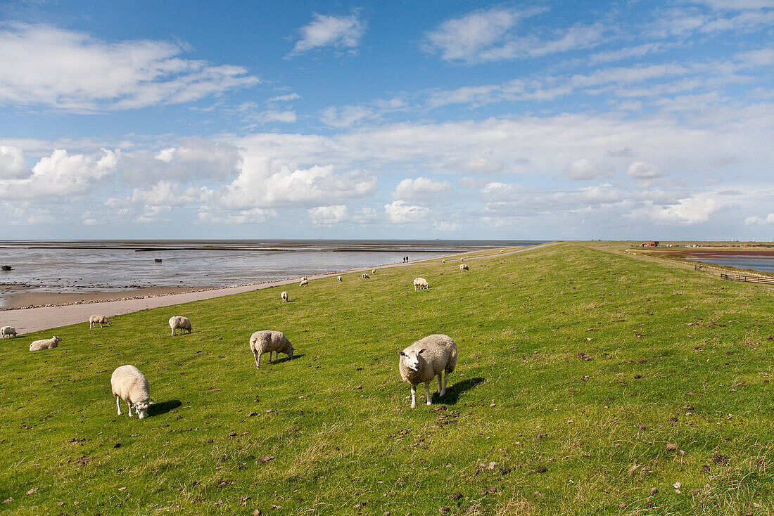 Schafe auf einem Deich, Beltringharder Koog, Lüttmoorsiel, Nordstrand, Schleswig-Holstein, Deutschland