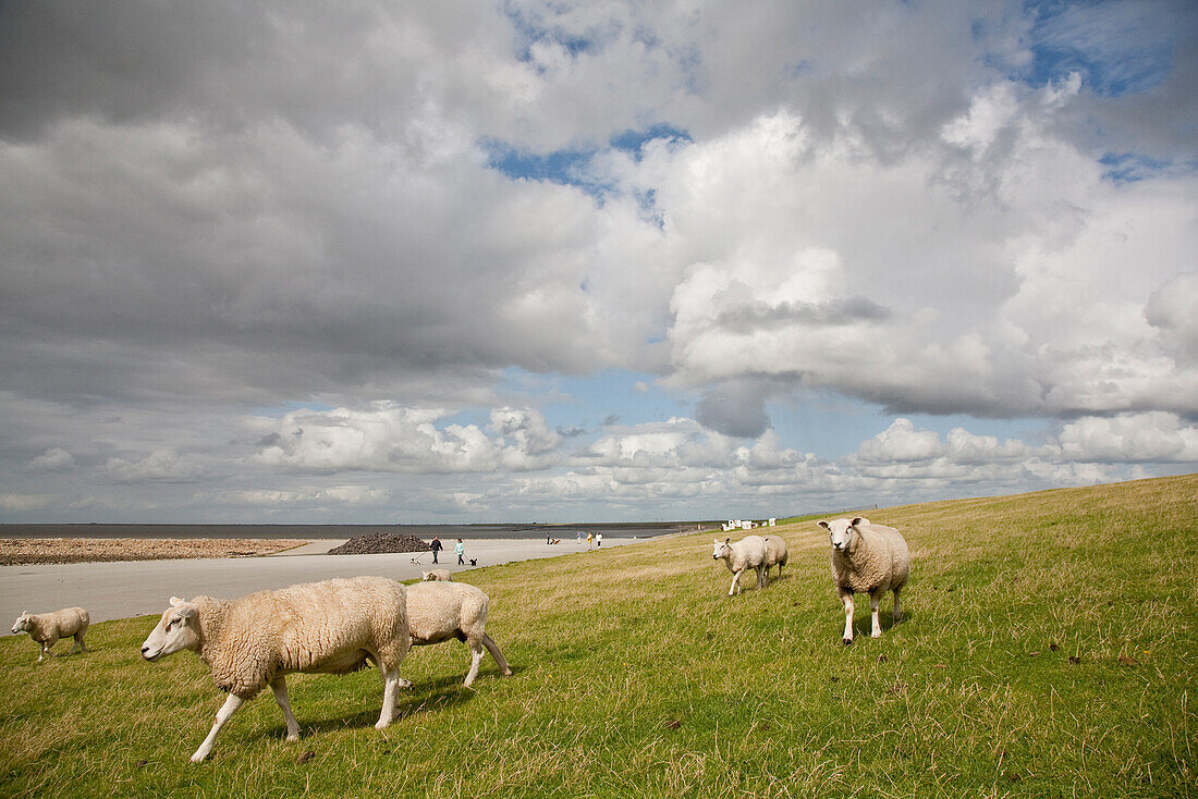 Schafe auf einem Damm, Beltringharder Koog, Lüttmoorsiel, Nordstrand, Schleswig-Holstein, Deutschland
