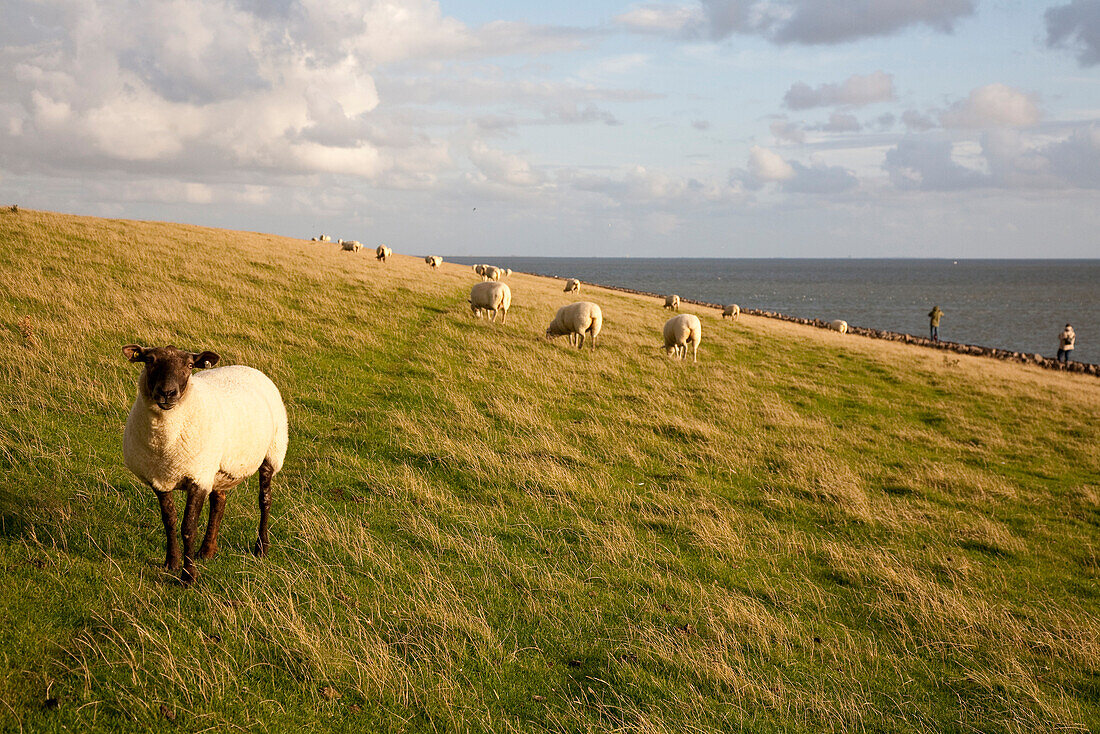 Sheep on dike, Alte Kirche, Pellworm island, Schleswig-Holstein, Germany