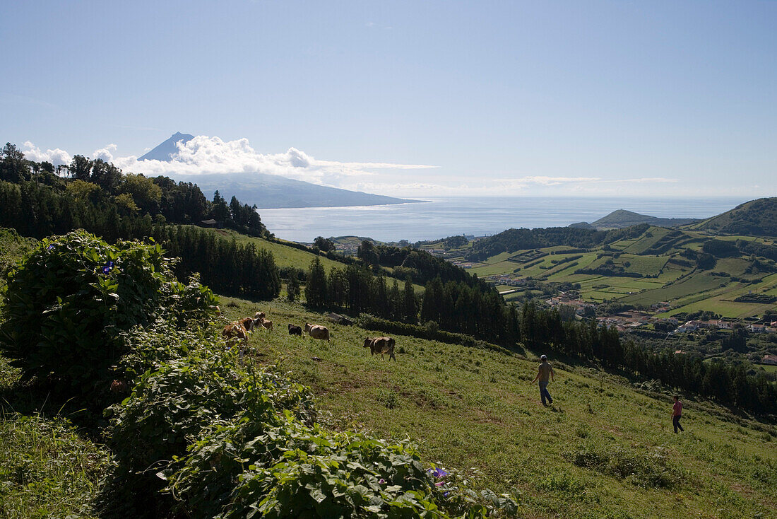 Cowboys auf grüner Weide mit Blick auf Insel Pico mit Berg Pico Alto, Horta, Insel Faial, Azoren, Portugal, Europa