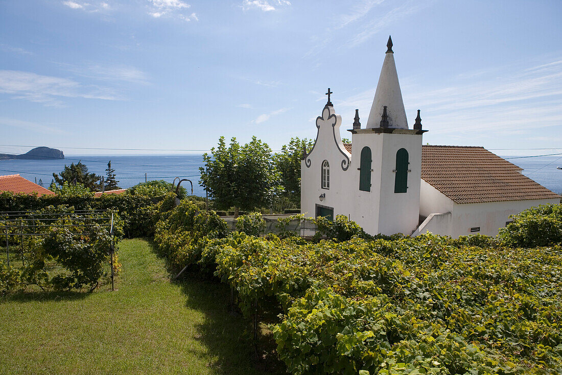 Weinreben und kleine Kirche, Varadouro, Insel Faial, Azoren, Portugal, Europa