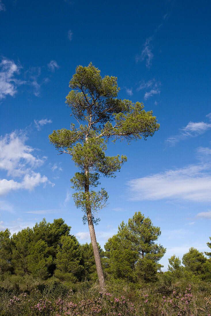 Pine Tree in Parc Son Real, near Can Picafort, Mallorca, Balearic Islands, Spain, Europe