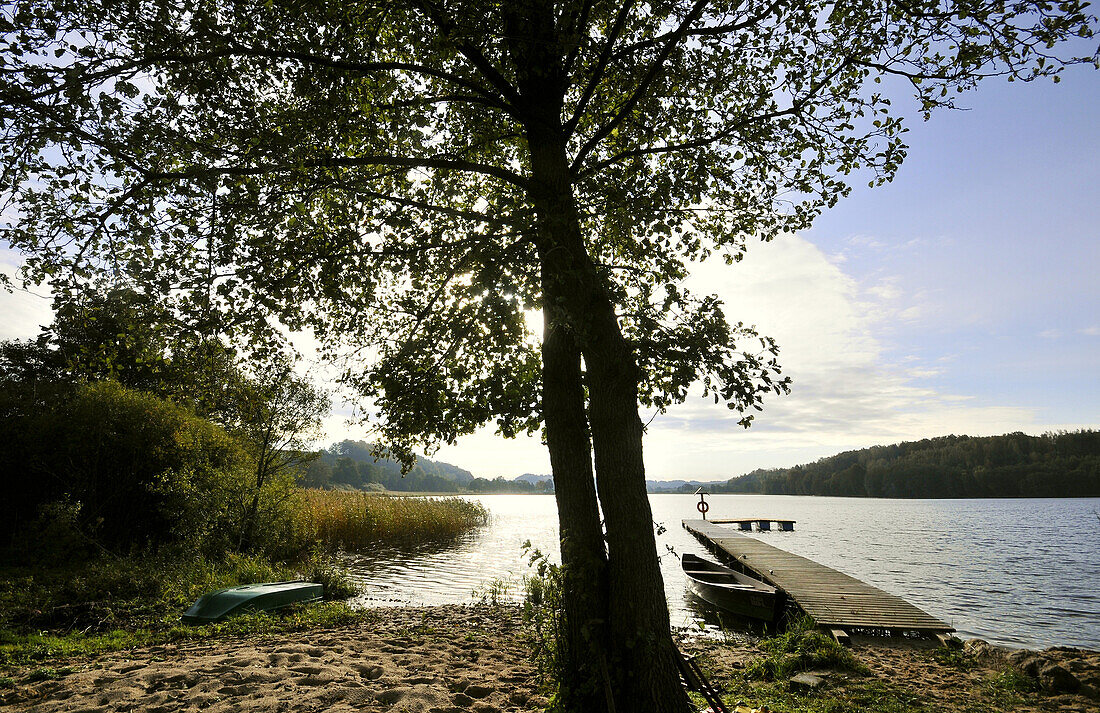 Baum an einem See in der Kaschubischen Schweiz, Polnische Ostseeküste, Polen, Europa
