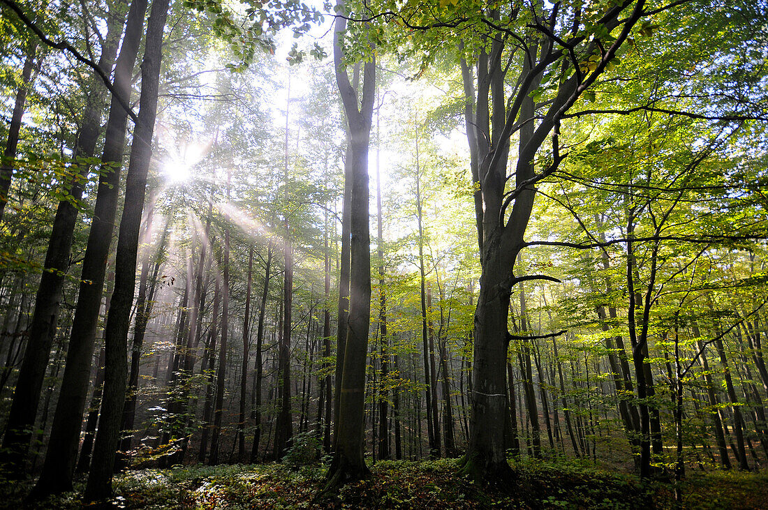 Laubwald im Sonnenlicht, Masuren, Ostseeküste, Nord-Polen, Polen, Europa
