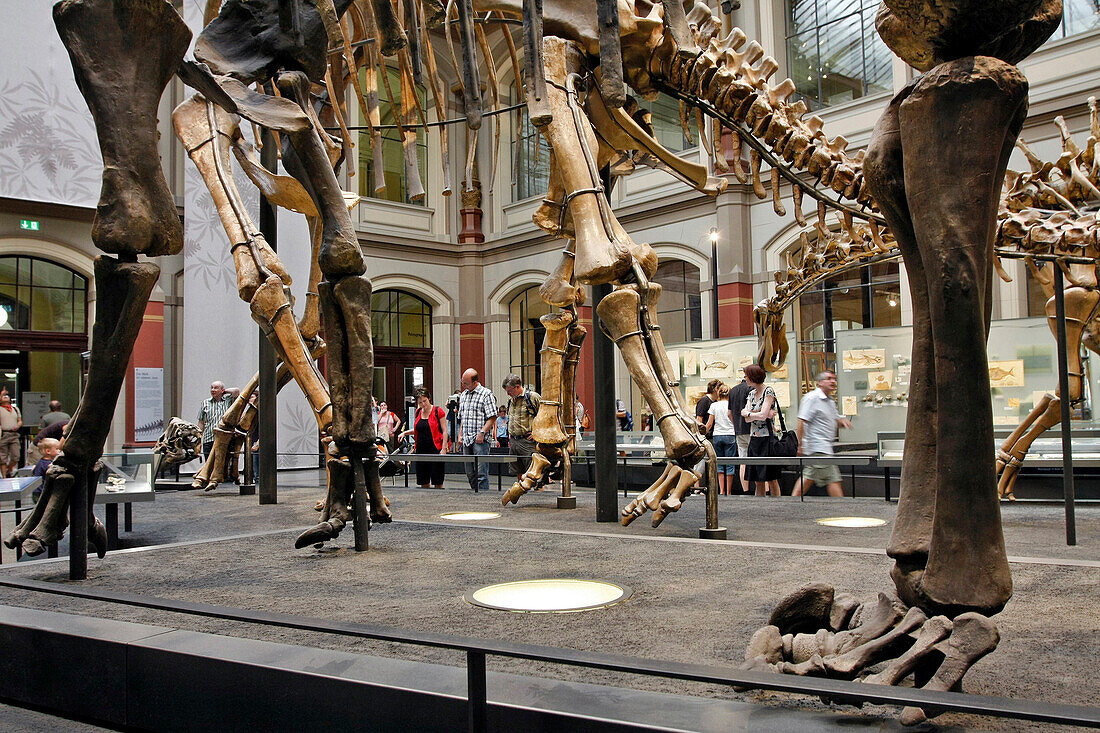 Brachiosaurus Brancai 23 M Long, Museum Of Natural History, Museum Fur Naturkunde, Berlin, Germany