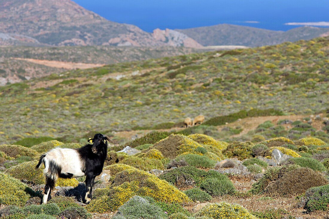 Cri-Cri Goat On The Cretan Moors, Crete, Greece