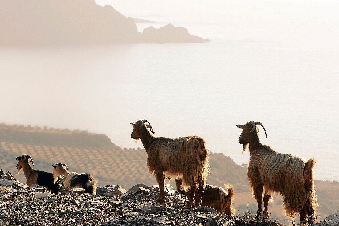 Cri-Cri Goat On The Sfinari Bay, Crete, Greece