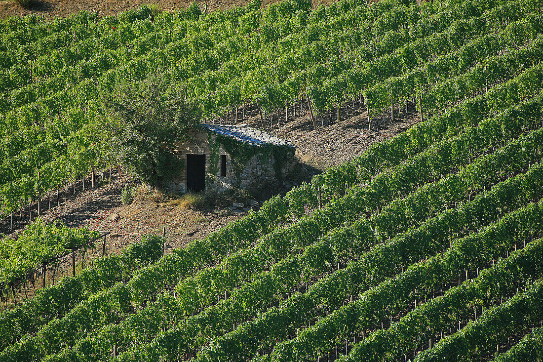 Tuscan Vineyard, Montalcino Region, Italy