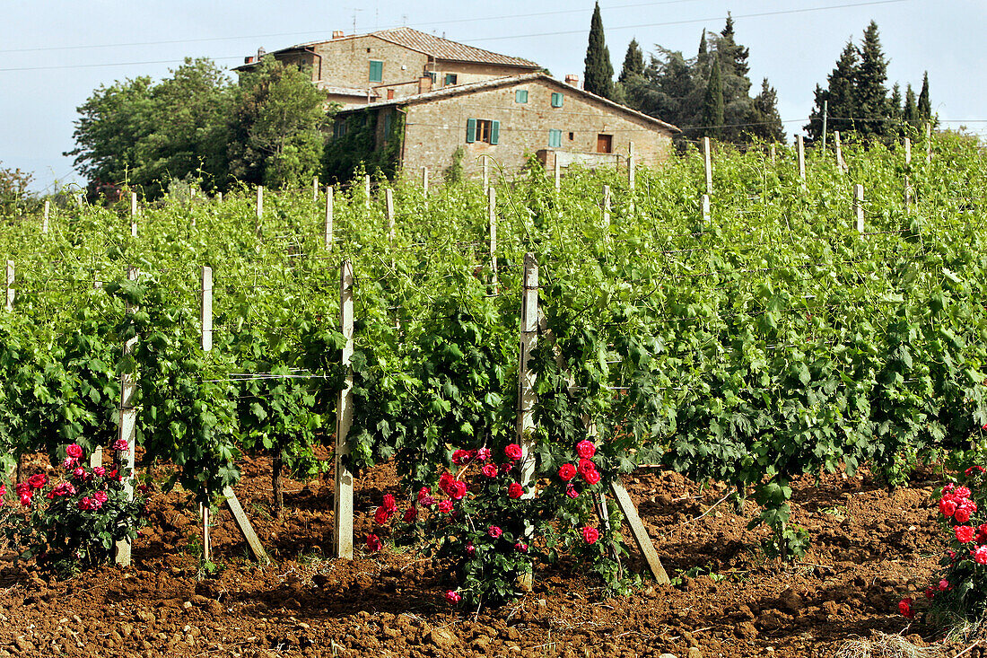 Landscape Of Vineyards, Montalcino Region, Known For Its Appellation Brunello Viticulture And Its Montalcino Red, Montalcino Region, Tuscany, Italy