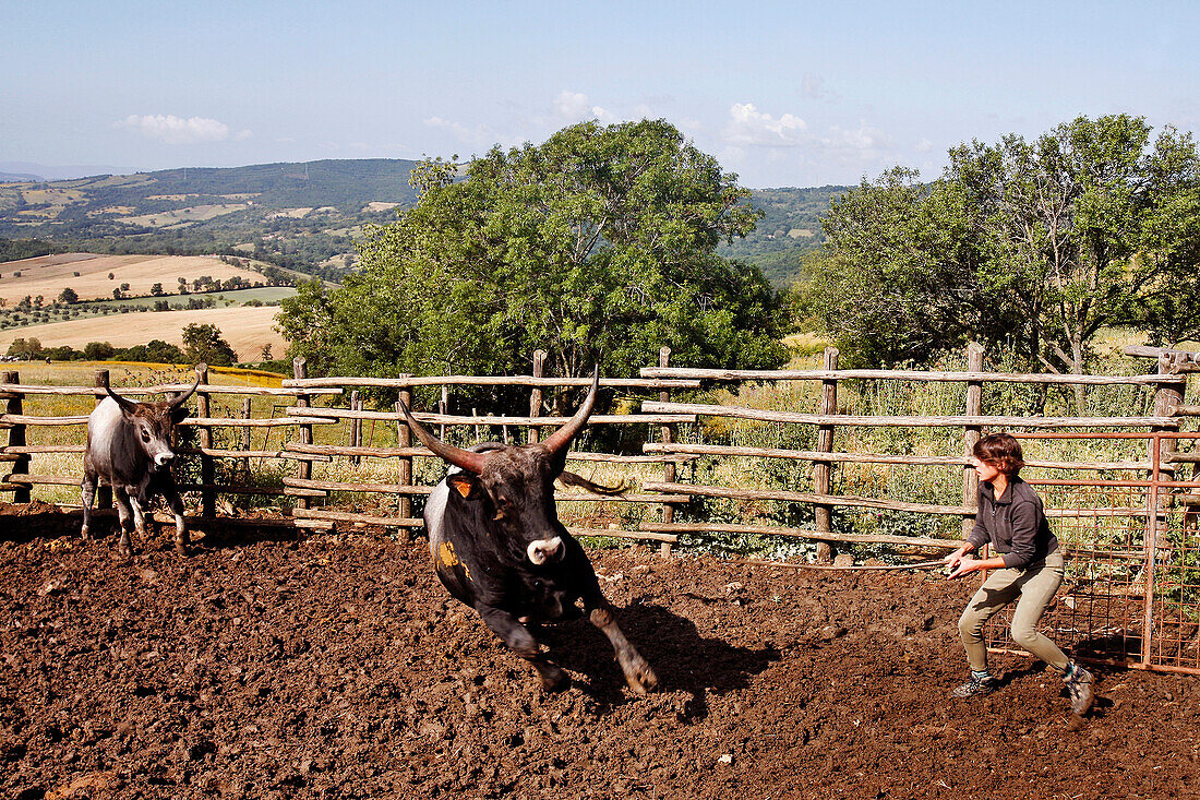 Farmer Capturing A Maremma Ox, Maremma Cattle Farm, Agro-Tourism, Agriturismo Aia Della Colonna In The High Maremma, 10 Km From Saturnia, Usi, Maremma, Tuscany, Italy