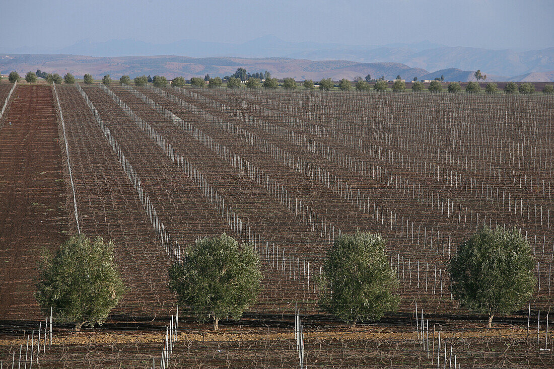 Vineyards Near Casablanca, Terroir Of Rommani, Morocco, Maghrib, North Africa