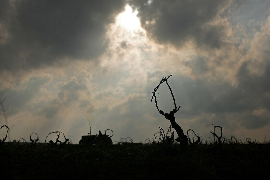 Vineyards Near Casablanca, Terroir Of Benslimane. Plowed With A Tractor, Morocco, Maghrib, North Africa