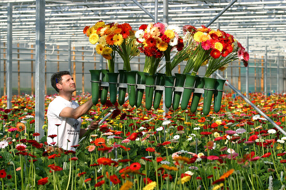 Picking Gerbera At A Greenhouse Flower Grower'S In The Area Around Aalsmeer, Netherlands, Europe
