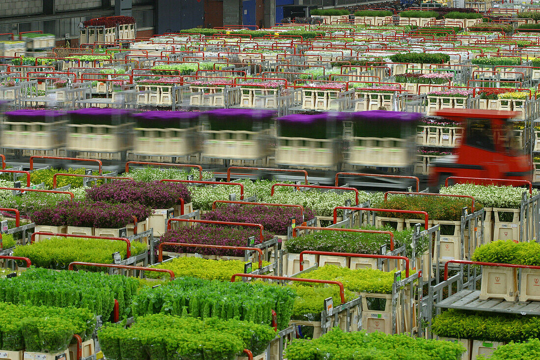 Warehouses Storing The Flowers Before They Go To The Sales Room. Aalsmeer, The Biggest Flower Market In The World, Netherlands, Europe