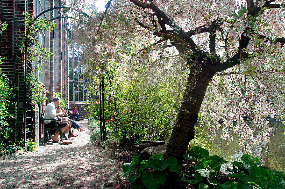 The Botanical Gardens, Hortus Botanicus, Amsterdam, Netherlands