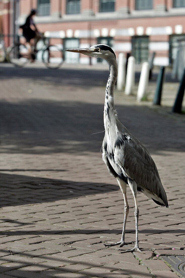Wild Heron In The Street, Amsterdam, Netherlands