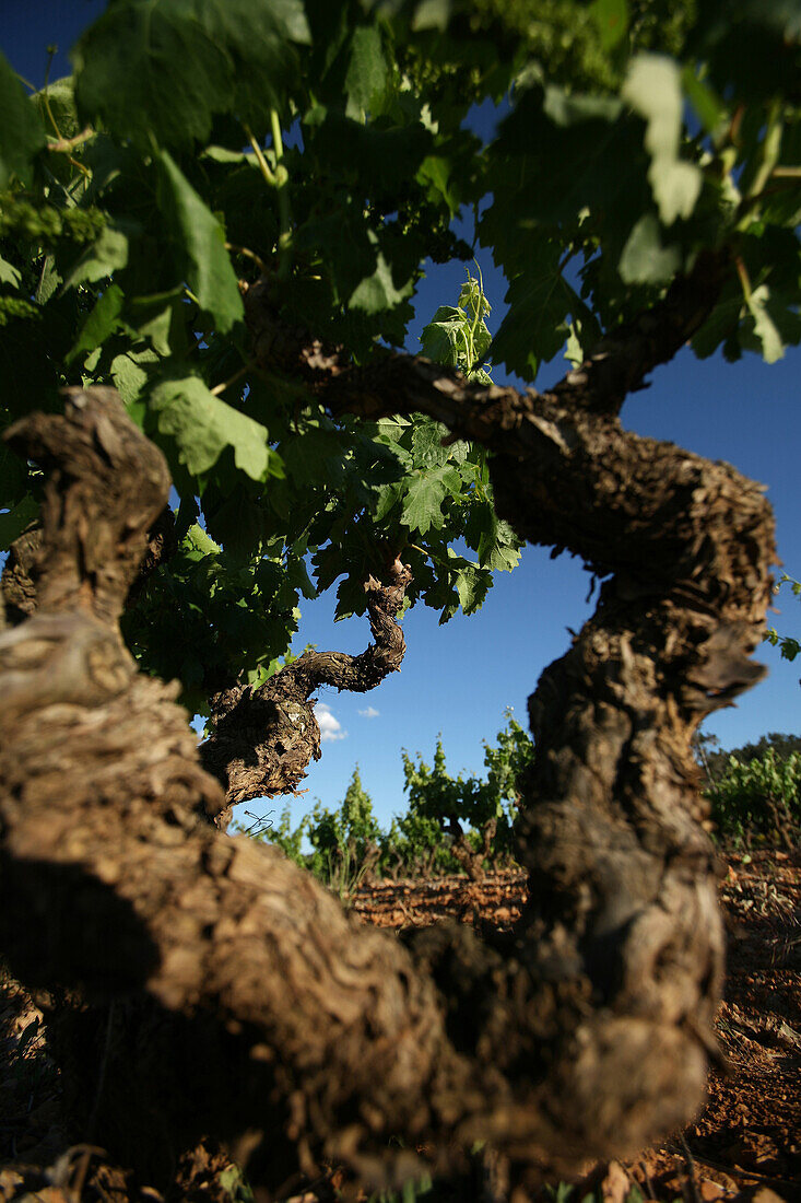 Old Grapevines In Provence At The Chateau Real Martin, Var (83)