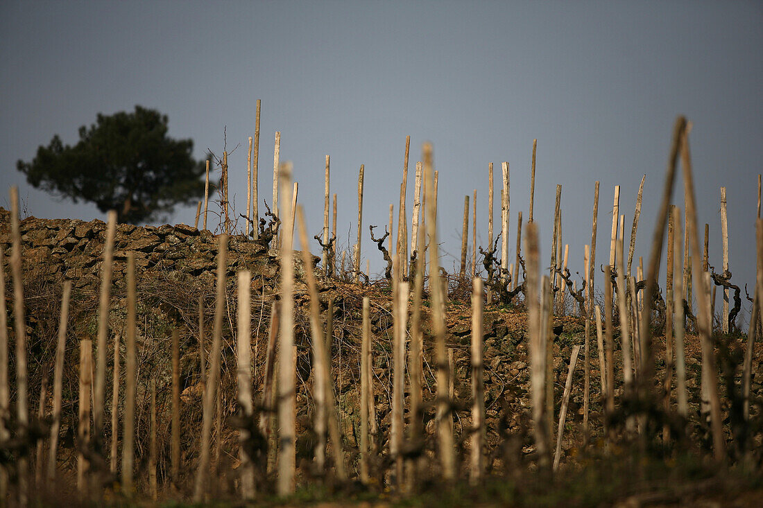North Rhone Valley, Cornas Wine-Growing Region, Vineyard, Northern Cote Du Rhone, Ardeche (07)