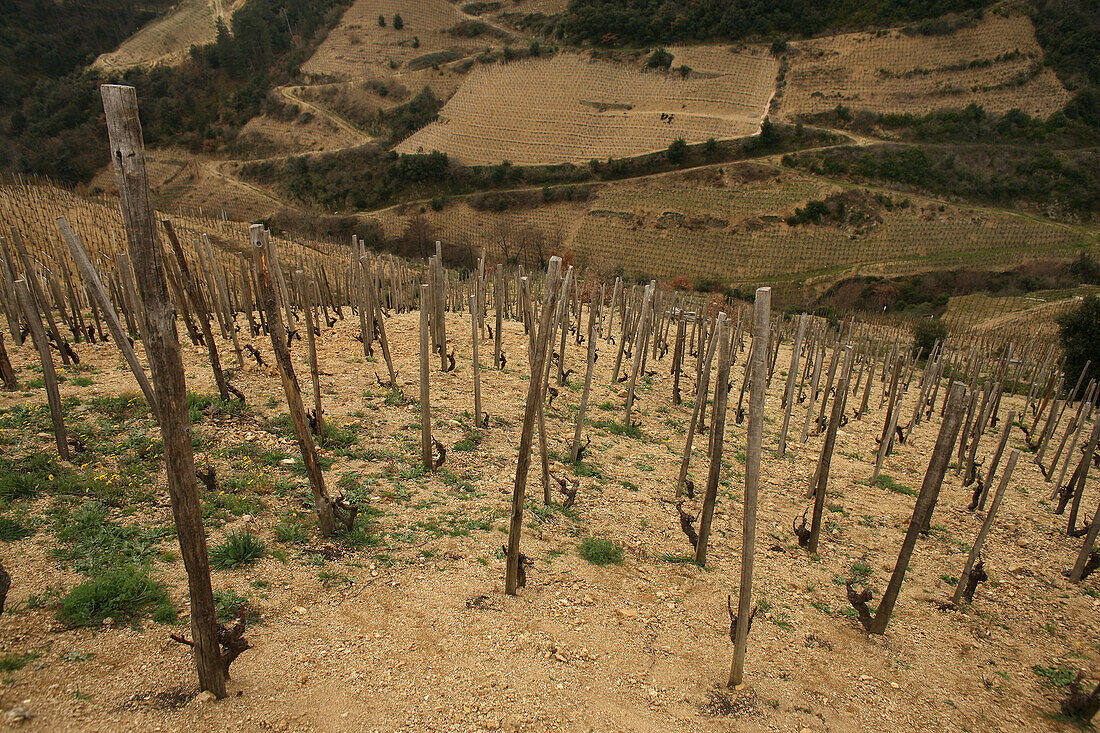 Cornas Wine-Growing Region, Vineyard, North Rhone Valley, Northern Cote Du Rhone, Ardeche (07)