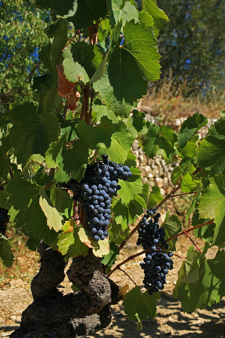 Vineyard Of The Domaine De La Begude, Var (83)