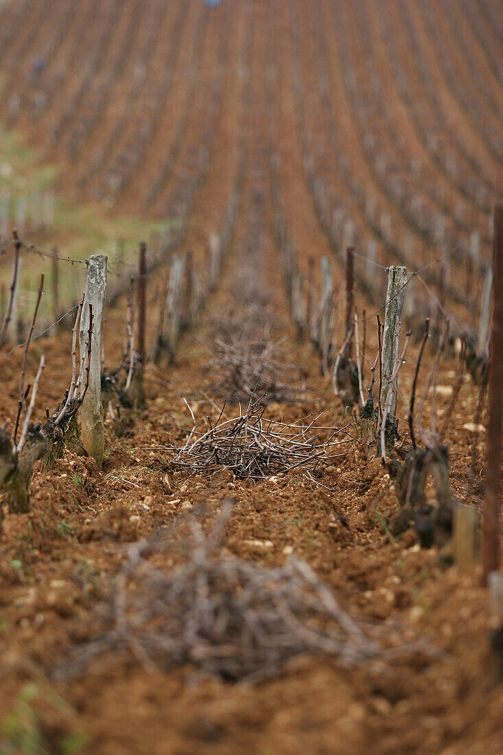 Romane Conti Vineyards, Cote-D'Or (21)