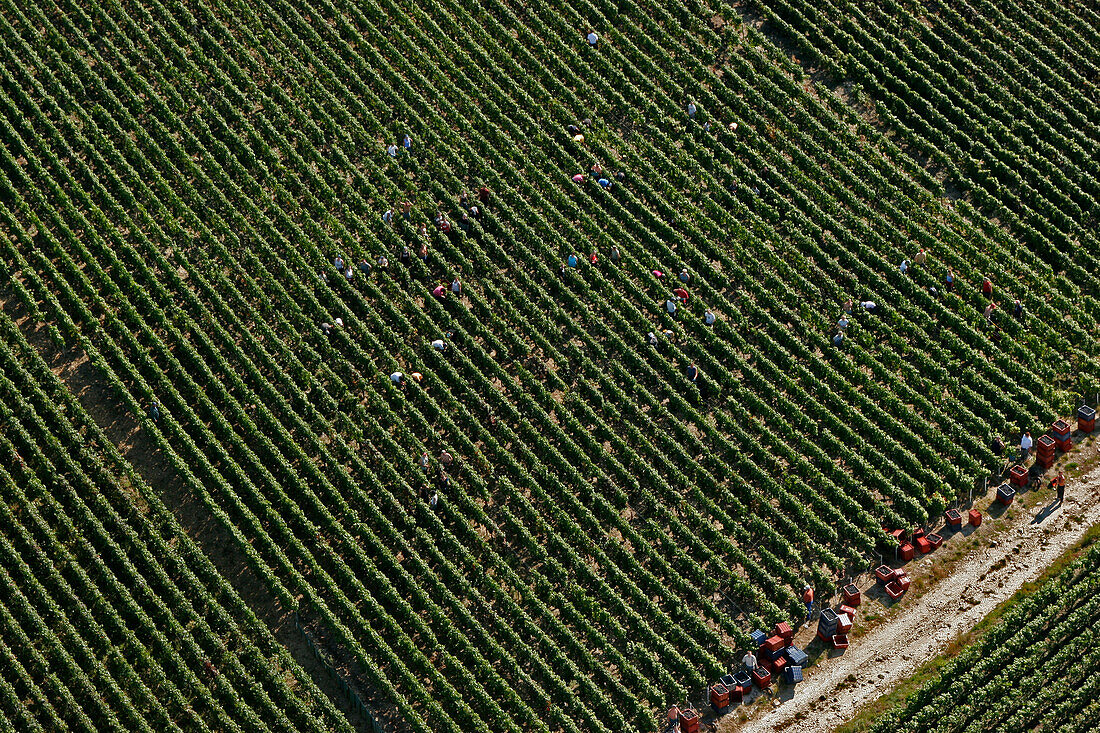 Aerial View Of Champagne Vineyards, Region Of Verzy During The Grape Harvest, Marne (51)