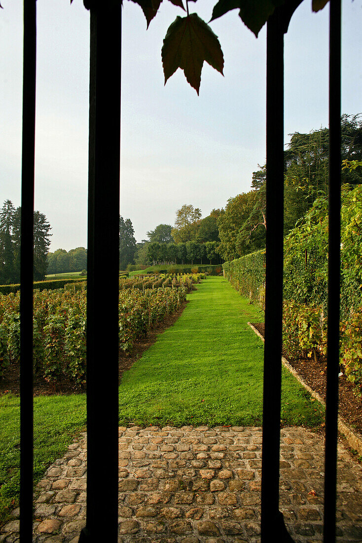 Vineyards Of The Abbaye D'Hautvillers, Dom Perignon, Marne (51)