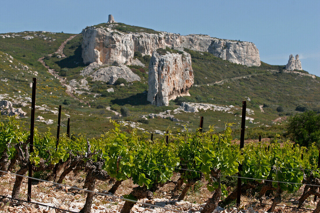 Vineyard At The Chateau Calissanne, Coteaux D'Aix-En-Provence, Bouches Du Rhone (13)