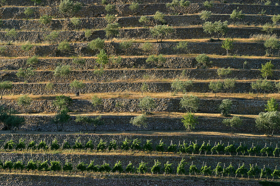 Terraced Land Of Grapevines And Olive Trees In The Var (83)