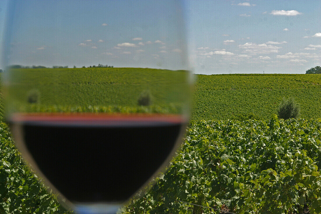 A Glass Of Chateau Latour, Great Wine Of Medoc, In Front Of The Chateau'S Vineyard, Medoc Region In The Region Of Bordeaux, Gironde (33), France
