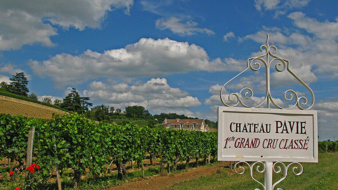 Vineyard Of Chateau Pavie. Saint-Emilion, Great Wines Of Bordeaux, Gironde (33), France