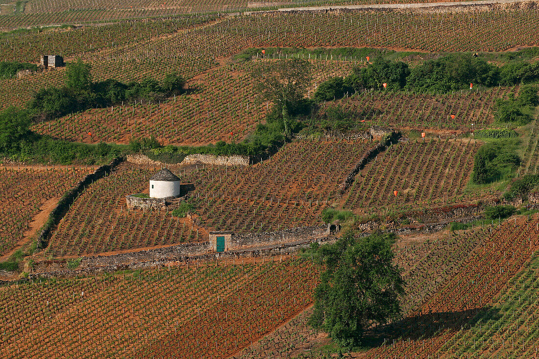 Cabotte (Little Cabin Amongst The Vines) In The Vineyards Of Pommard (21)