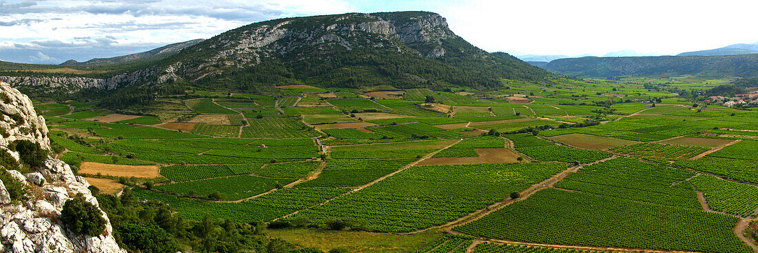 Panorama Of The Vingrau Vineyard. The Mountain Is Called Serrat De La Narede, Pyrenees Orientales (66)