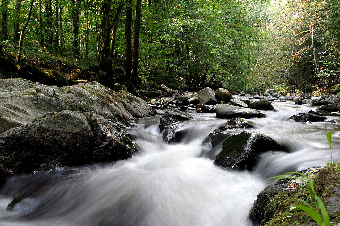 River Under The Trees