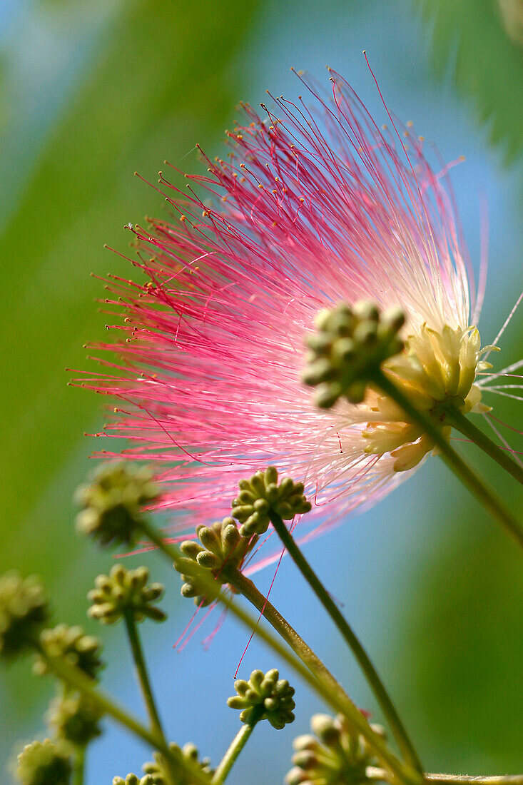 Albizia Flower