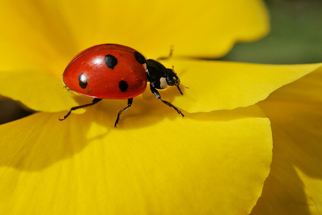 Ladybug In Spring On The Flowers