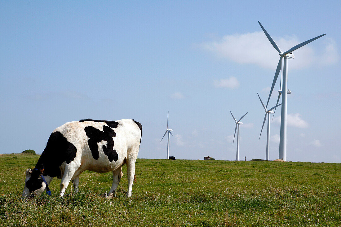 Prime Holstein Cows In Front Of The Wind Turbines, Plateau Of Fecamp, Seine-Maritime, France