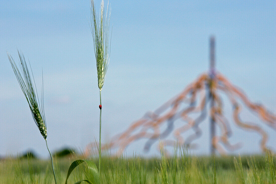 Fields In The Beauce, Authueil, Giant Plant Sculpture, Euroland Art, 1St European Festival Of Life-Size Art On The Wheat Route In Beauce, Eure Et Loir