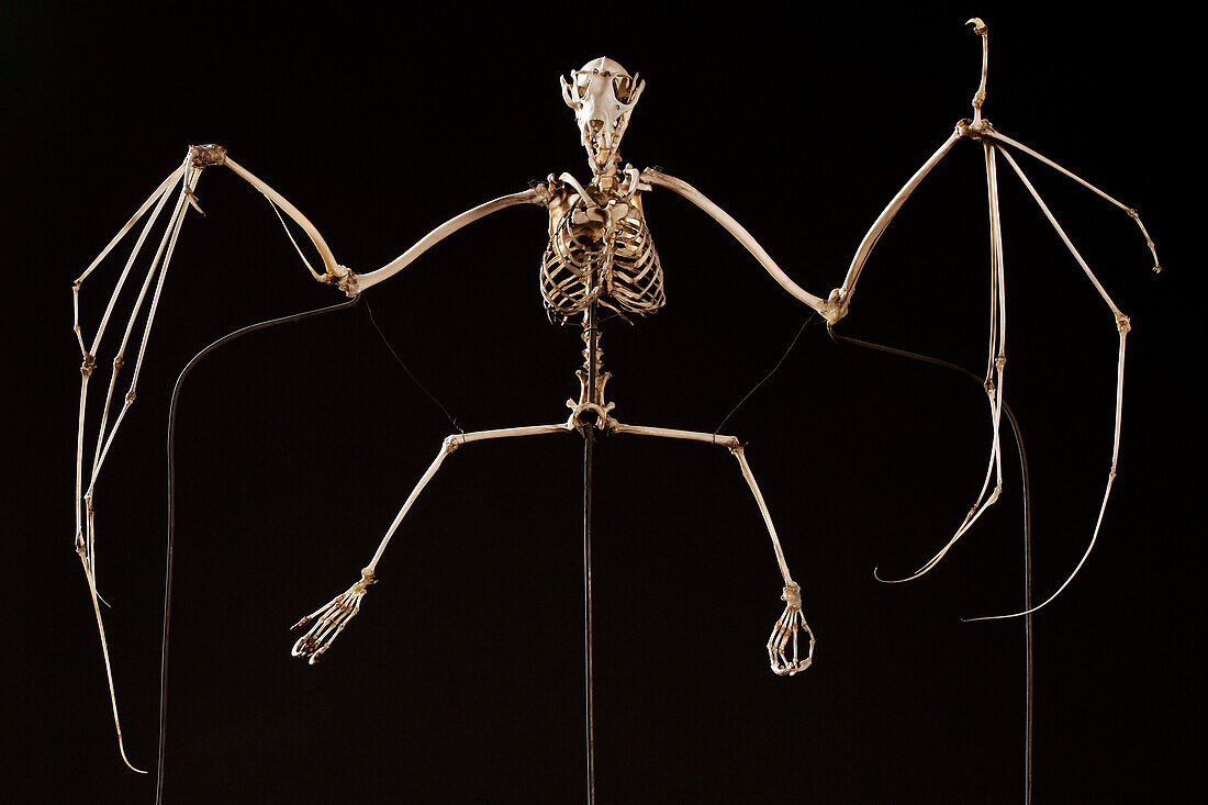 Skeleton Of A Fruit Bat Or Roussette, Museum Of Natural History In Rouen, Seine-Maritime (76), France