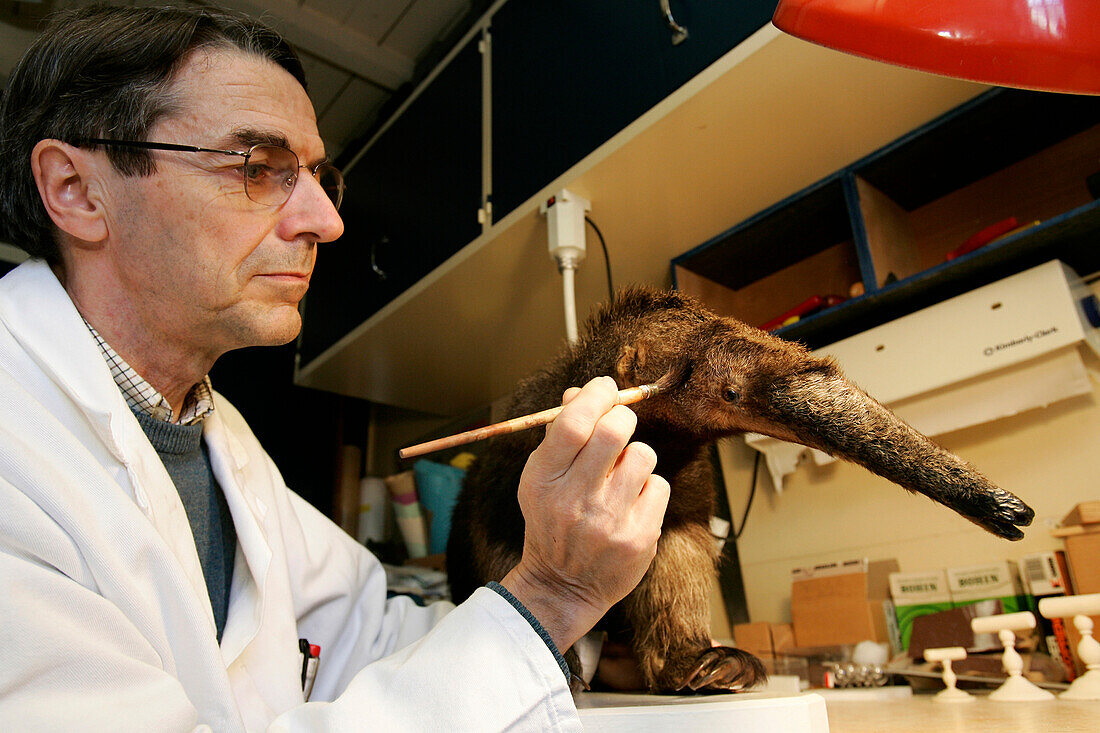 Yves Tremauville, Restoration Of An Ant-Eater, Museum Of Natural History In Rouen, Seine-Maritime (76), France