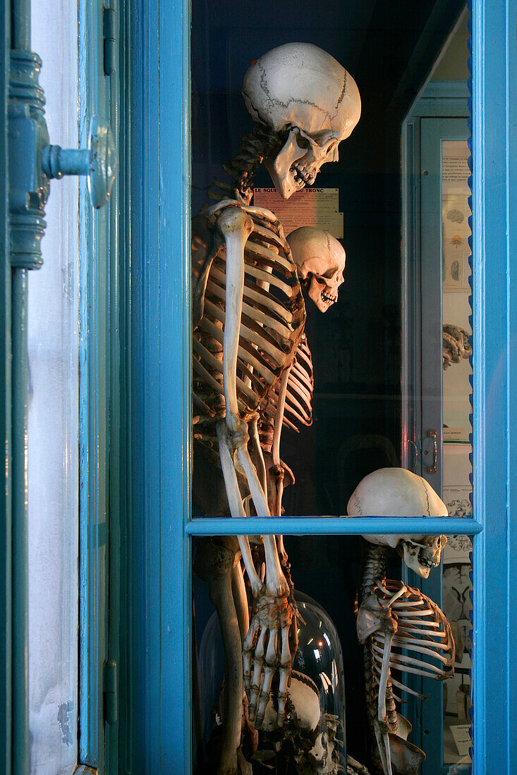 Human Skeletons, Hall Of Human Anatomy, Museum Of Natural History In Rouen, Seine-Maritime (76), France