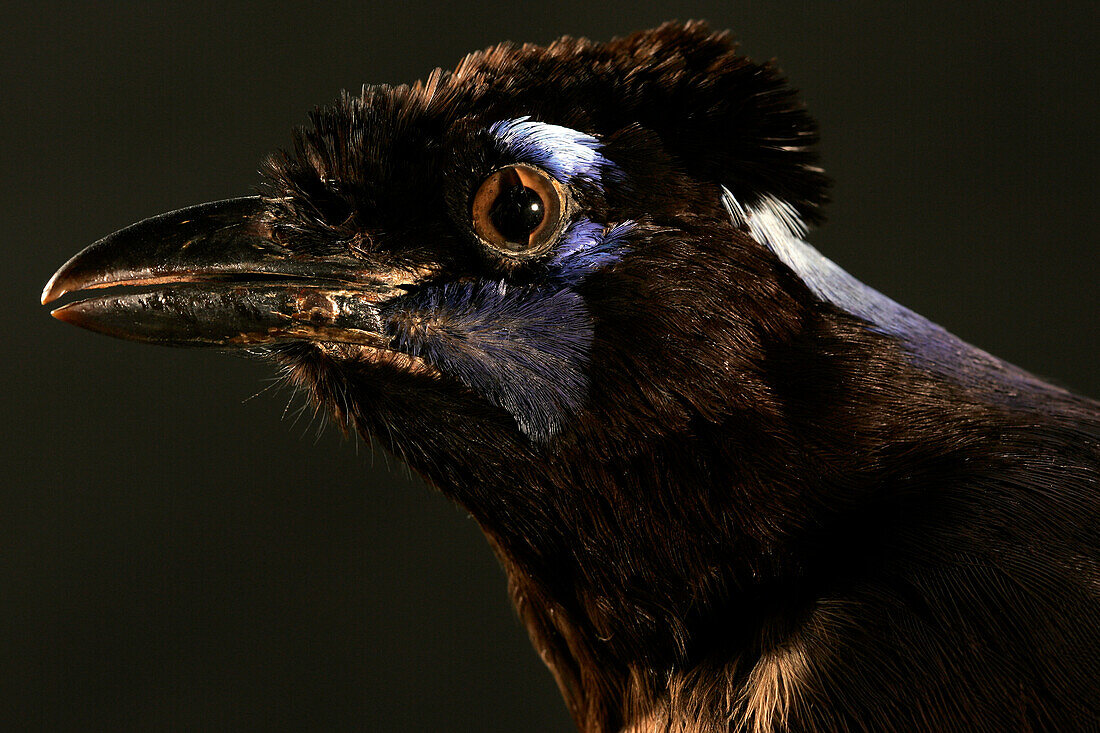 Head Of Plush-Crested Jay, Hall Of Mammals, Museum Of Natural History In Rouen, Seine-Maritime (76), France
