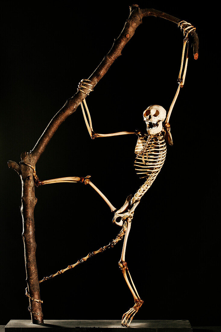 Skeleton Of A Wooly Monkey, Hall Of Mammals, Museum Of Natural History In Rouen, Seine-Maritime (76), France