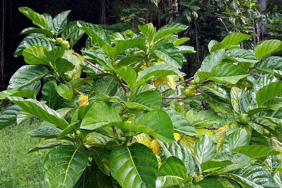 Noni On The Tree, Traditional Fruit Of The Marquesas Islands, French Polynesia