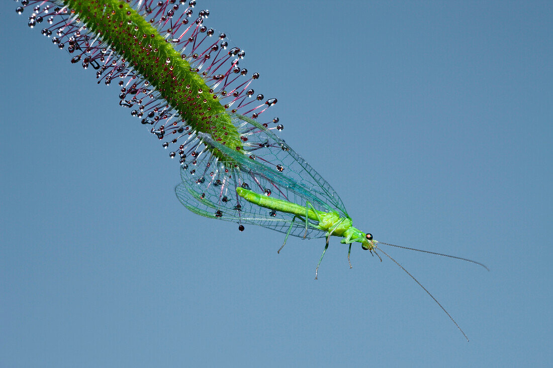 Sundew, Carinvorous Plant trapping Green Lacewing, Drosera scorpioides, Chrysoperla carnea, Munich, Bavaria, Germany