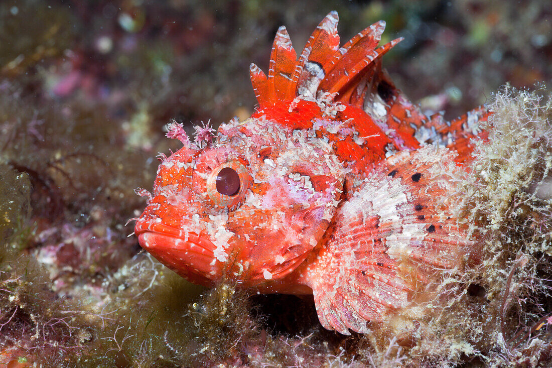 Lesser Red Scorpianfish, Scorpaena notata, Tamariu, Costa Brava, Mediterranean Sea, Spain