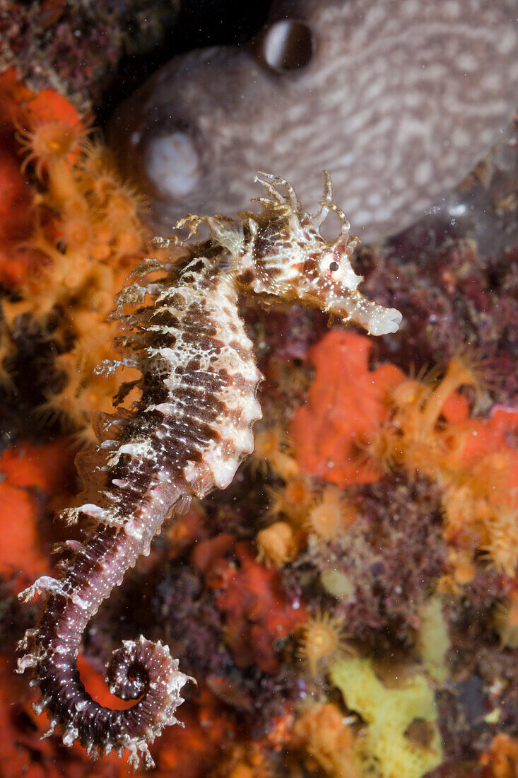 Mediterranean Seahorse, Hippocampus ramulosus, Tamariu, Costa Brava, Mediterranean Sea, Spain